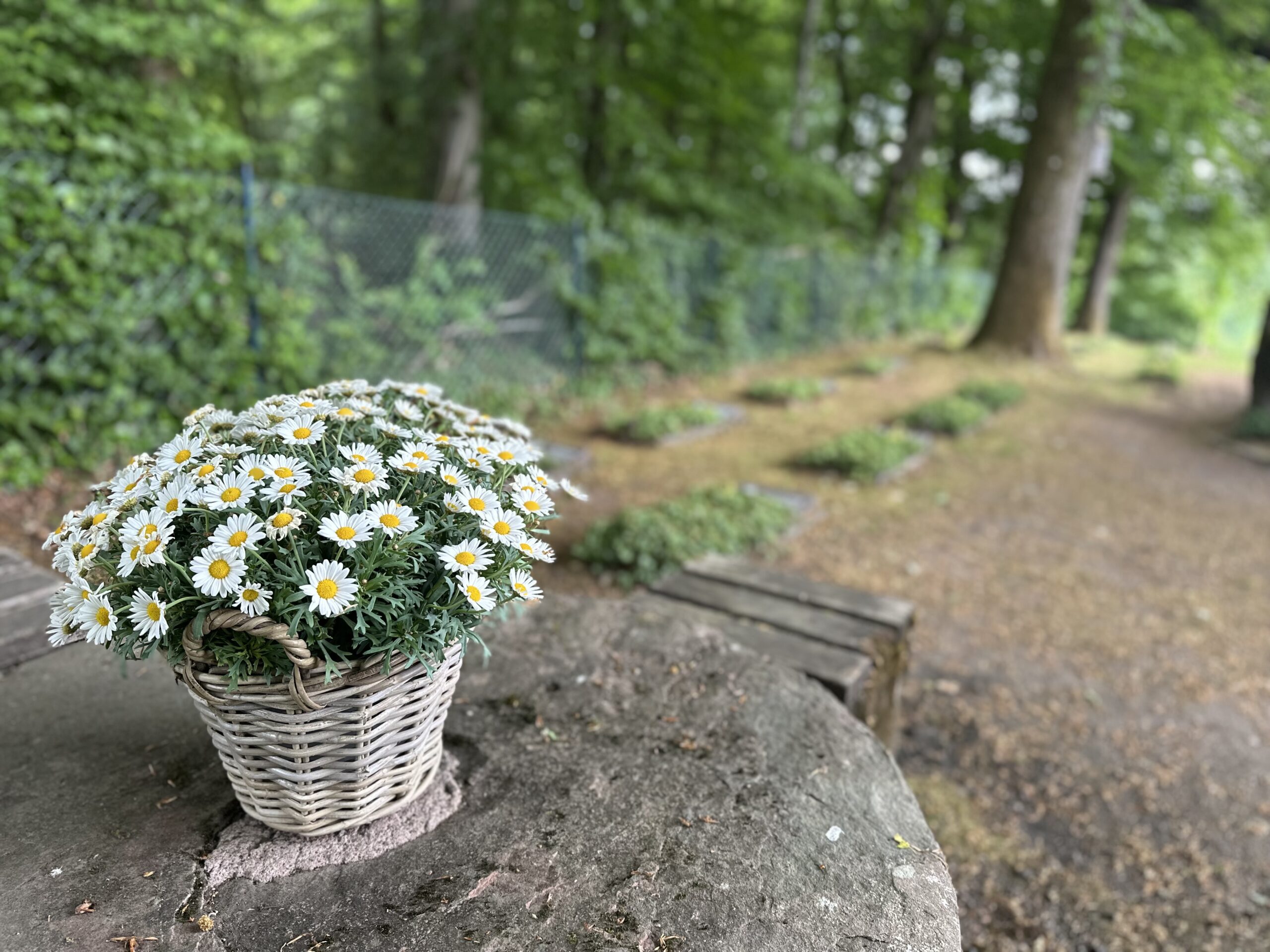 Blick auf den Ehrenfriedhof